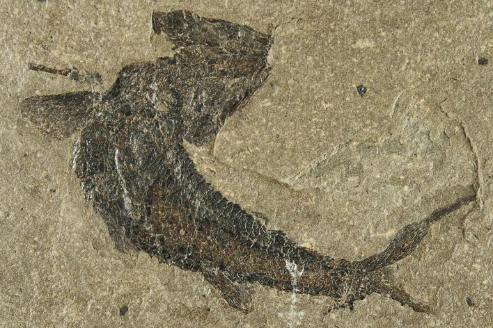 Carboniferous Fish (Gyrolepidotus) - Siberia #228884